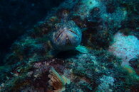 Curacao Sand Diver Close Up.JPG