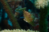 Curacao slender file fish-smallest in Caribbean.JPG