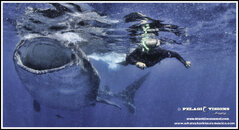 cozumel-whale-shark-0196.jpg