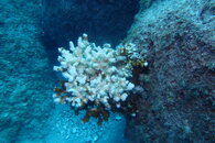 Bleaching Coral.JPG