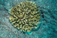 Healthy Coral.JPG