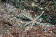 Sea Star4.JPG