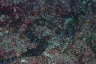 Snake Sea Cucumber.JPG