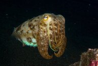 cuttlefish.JPG