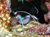 banded coral shrimp.jpg