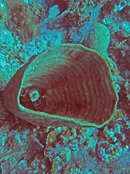 Grand Turk Coral 2 resized.jpg