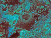 Grand Turk Coral resize 4.jpg