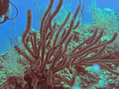 Grand Turk Coral resized 3.jpg