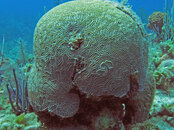 Grand Turk Brain coral resized.jpg