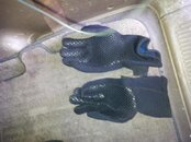 gloves2.jpg