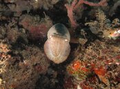 broadclub cuttlefish.jpg