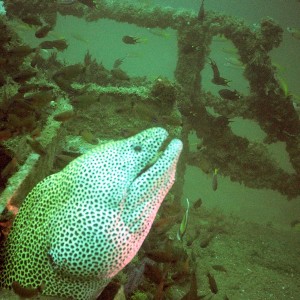 Diving in 2004