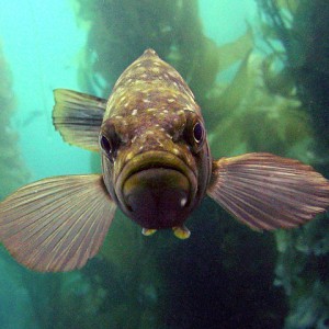 Hungry Kelp bass