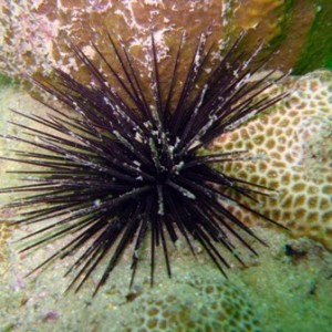 Purple-spined urchin