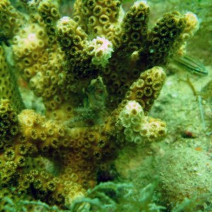 Clinging crab in Oculina coral