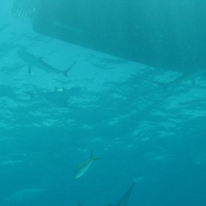 Shark Reef off Long Island, Bahamas