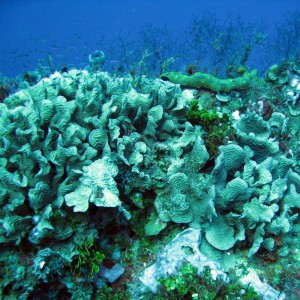 Coral Reefs on Cozumel