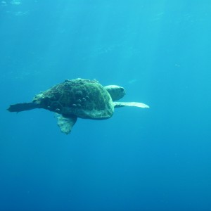 Sea turtle doing its deco hang with everyone