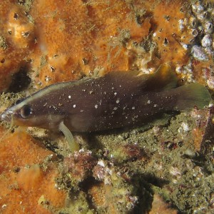 Soapfish01