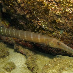 Trumpet Fish - Maui - August 2010