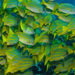 School of Blue Striped Snapper - Lanai - August 2010