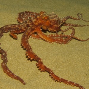Ornate Octopus - Maui - August 2010