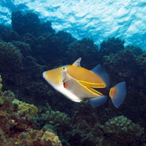 Picasso Triggerfish - Maui - August 2010