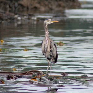 Heron Doing Some Fishing on from a Kelp Bed