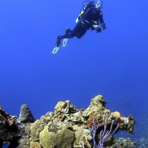 Diver Hovering Above the Reef
