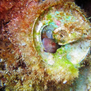 Blenny in can