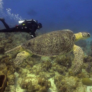 Divemaster Jon and Green Sea Turtle in St. Croix