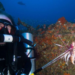 lionfish eradication 200fsw range