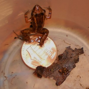 greenhouse_frogs_005