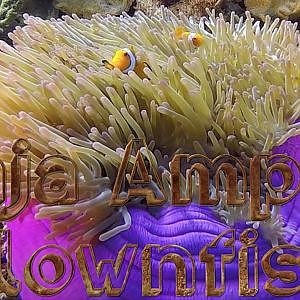 Anemonefish aka Clownfish around Raja Ampat