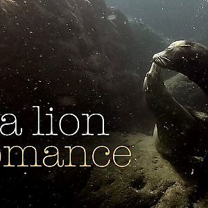 Sea Lion Romance - Sea of Cortez - Mexico 【ラパス】カリフォルニアシーライオン、雄と雌