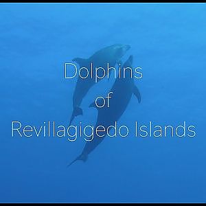 Dolphins of Revillagigedo (Socorro) Islands