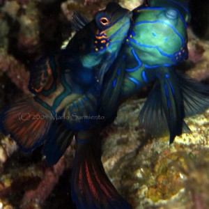 Mating Mandarinfish