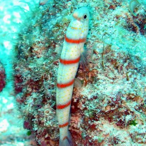 Red Banded Shrimpgoby