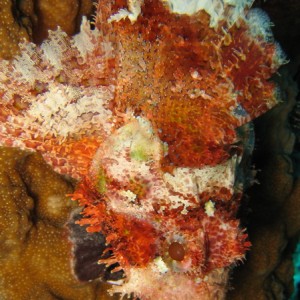 Papaun Scorpionfish