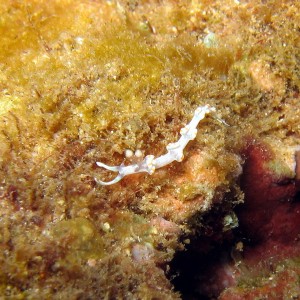 Nudibranch - Filamentous White & Orange