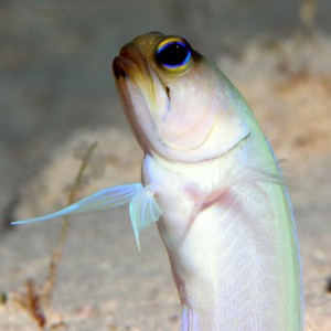 Yellow head jawfish 1