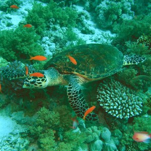 Turtle at Tiran