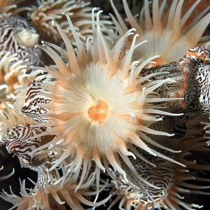 Colonial anemones