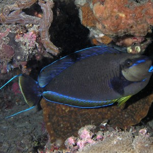 Unicornfish