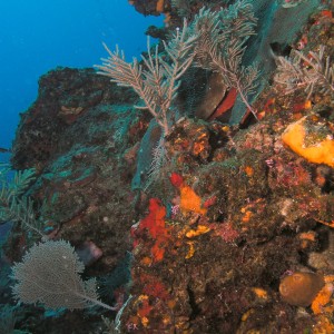 Healthy reef post-Wilma 2
