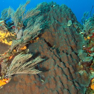 Healthy Reef post Wilma 3