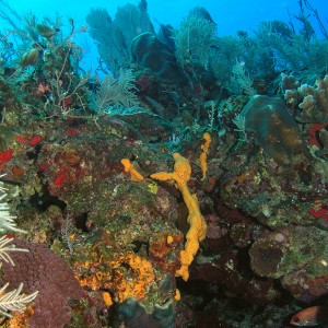 Healthy Reef post Wilma 4