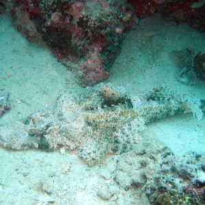 Sipadan 06 - Crocodilefish