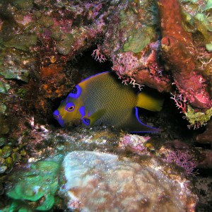 Queen Angel Fish Little Cayman