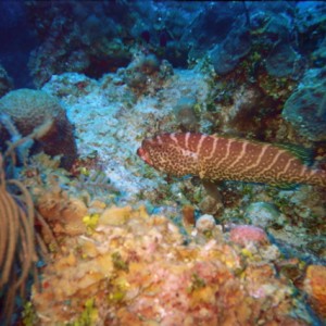 Dr. Dan\'s Diving in Bahamas 2004